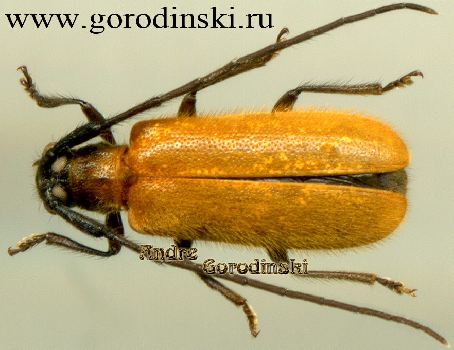 http://www.gorodinski.ru/cerambyx/Cerambycidae sp.1.jpg